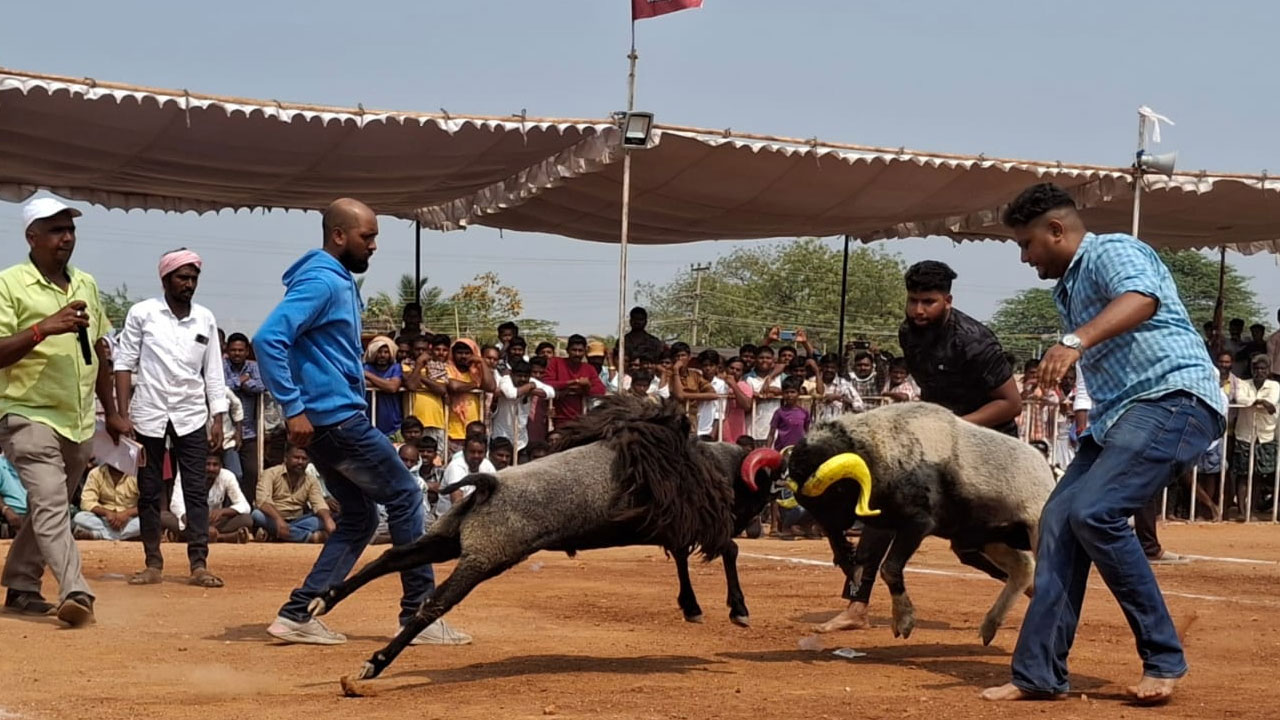 Sheepfight 1