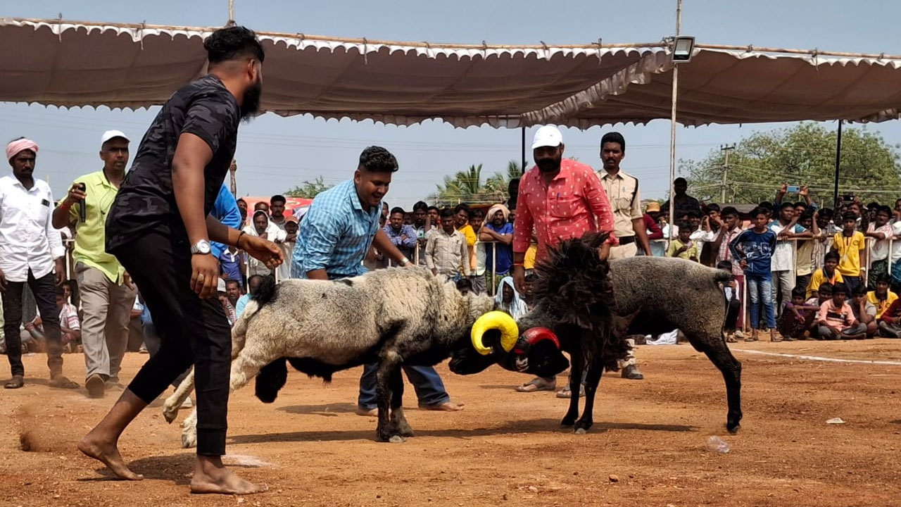 Sheep Fighting | రసవత్తరంగా పొట్టేళ్ల పోరు.. అయిజలో అంతర్రాష్ట్ర పోటీలు