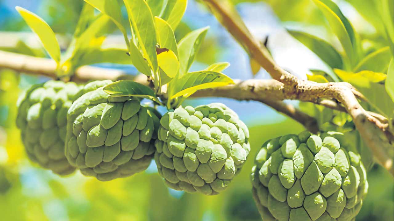 ఘనం.. పీవీ వనం