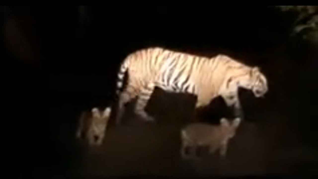 Tiger | మహదేవపూర్ అడవుల్లో పెద్దపులి సంచారం.. భయందోళనలో ప్రజలు