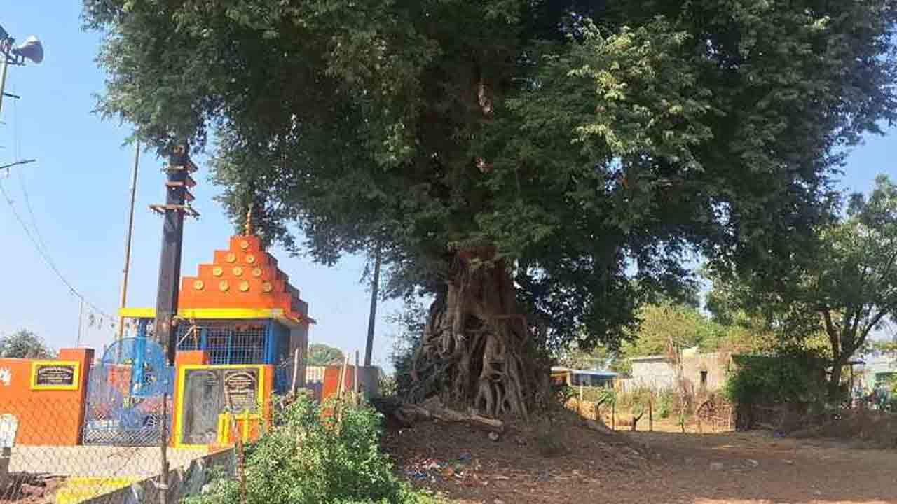 Tamarind Tree | మర్రి చెట్టును తలపించేలా.. ఈ చింత చెట్టు వయస్సు ఎంతో తెలుసా..?