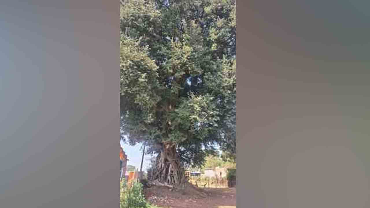 Tamarind Tree2
