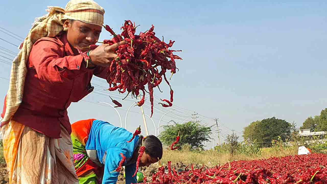 తెలంగాణ మిర్చి రైతులకు దిక్కేది?