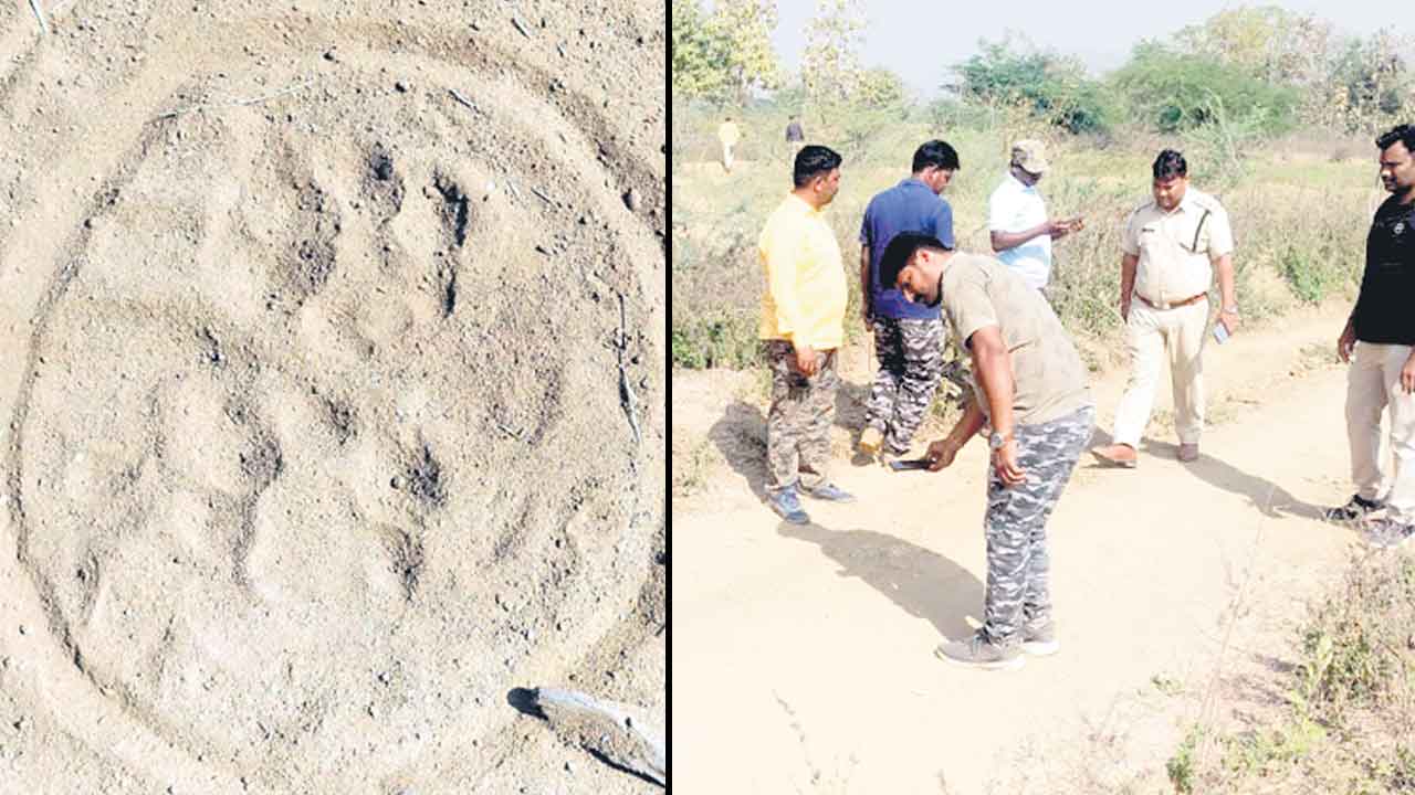 దుబ్బగూడెంలో పెద్దపులి అలజడి
