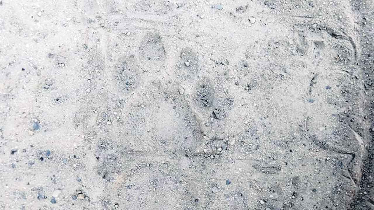 పెద్దపులి గాండ్రింపులు