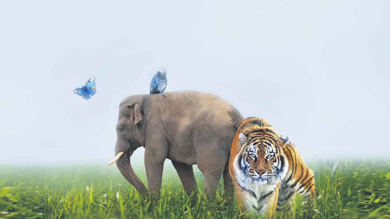 Wild Animals | వైల్డ్‌ వార్.. దేశంలో మనుషులు-వన్యప్రాణుల మధ్య సంఘర్షణ