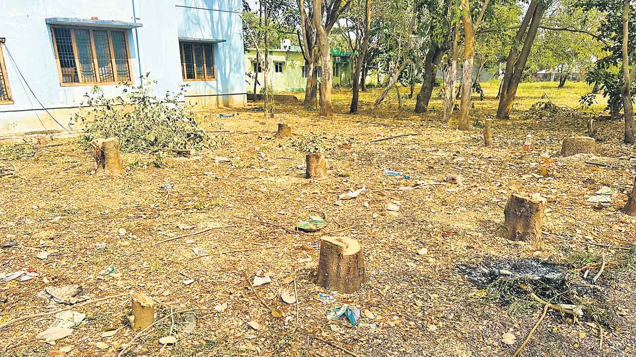 మొక్కలు పెంచినోళ్లే నరికేశారు!