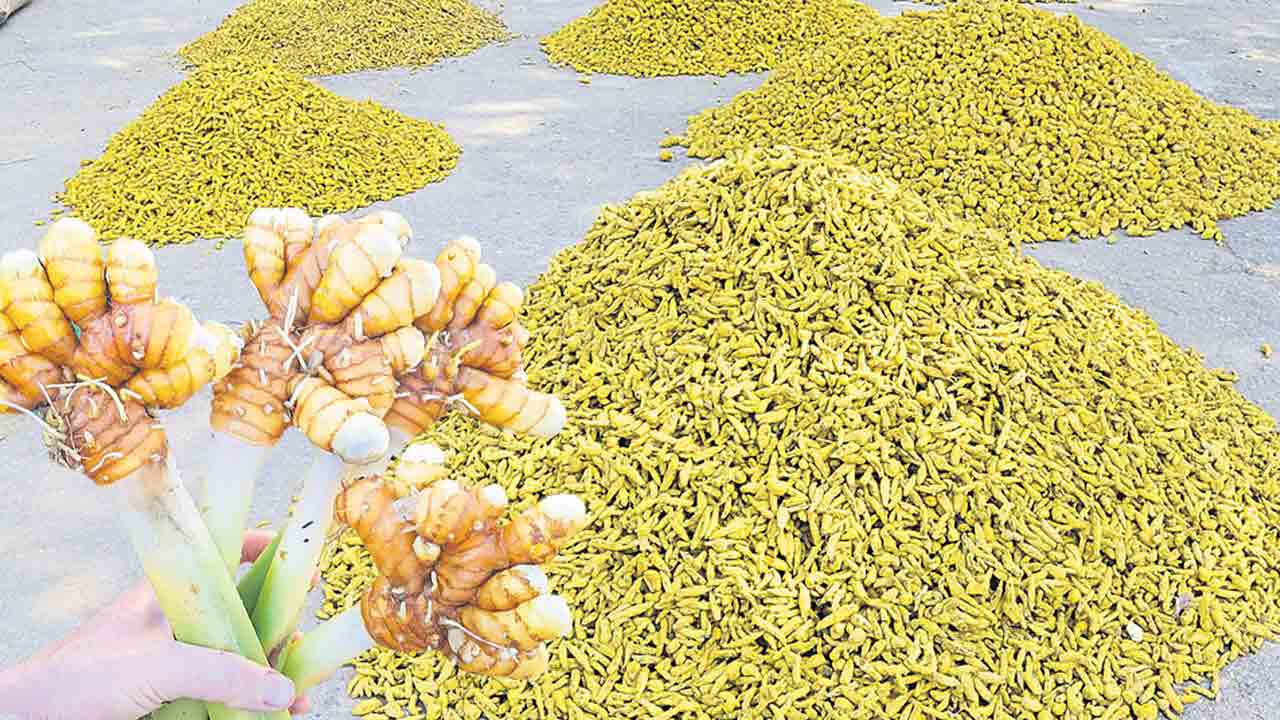 దుంపకుళ్లు.. ఆశలపై నీళ్లు