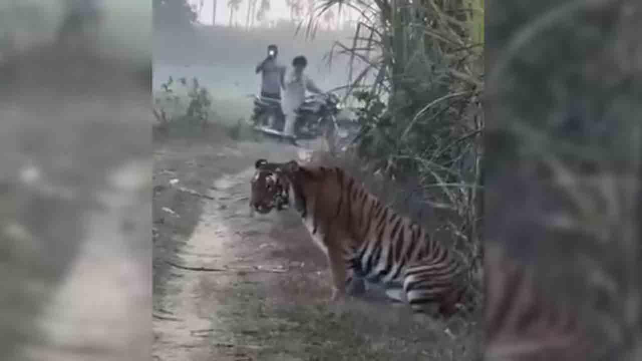 Watch: రైతు వెళ్లే దారిలో పులి.. ఆ తర్వాత ఏం జరిగిందంటే?