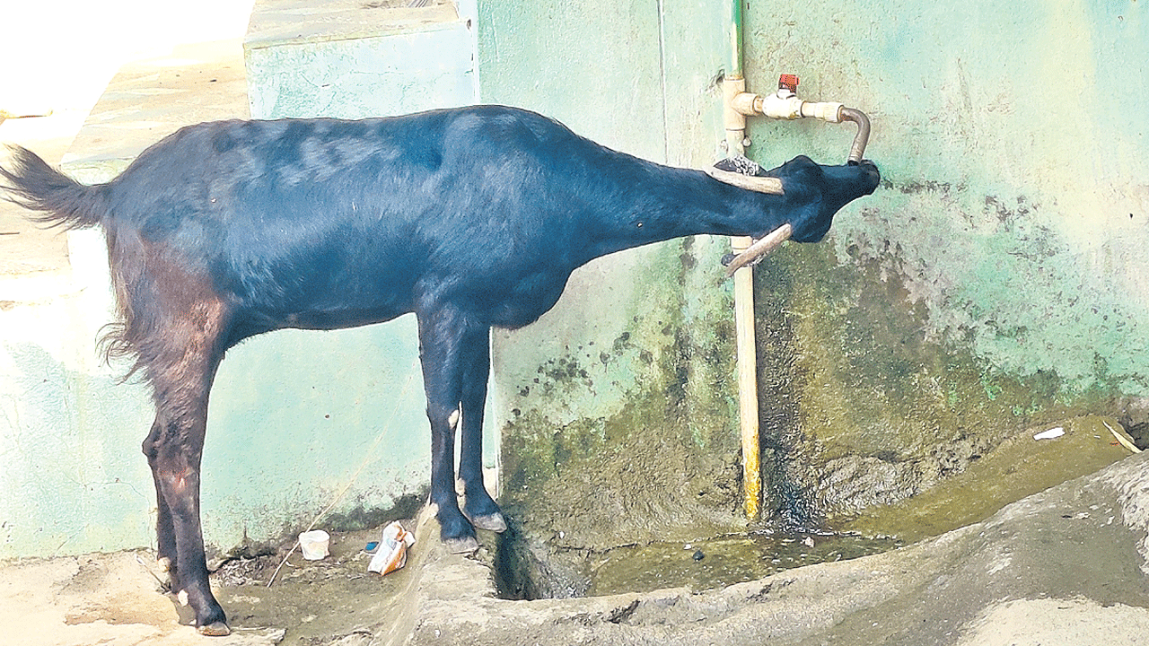 బొట్టు బొట్టు పట్టుకుని .. గొంతు తడుపుకొని!
