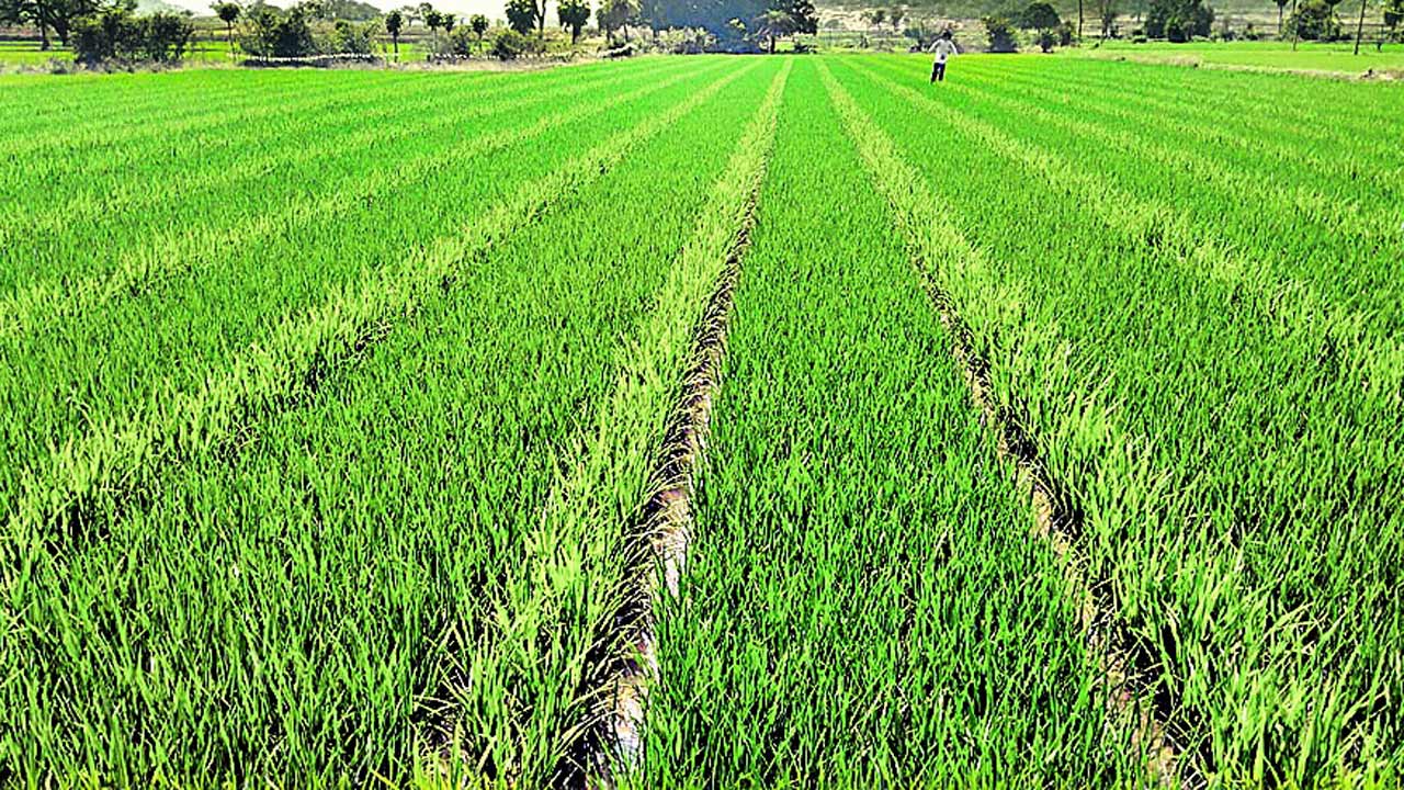 విత్తన వరితో సిరులు