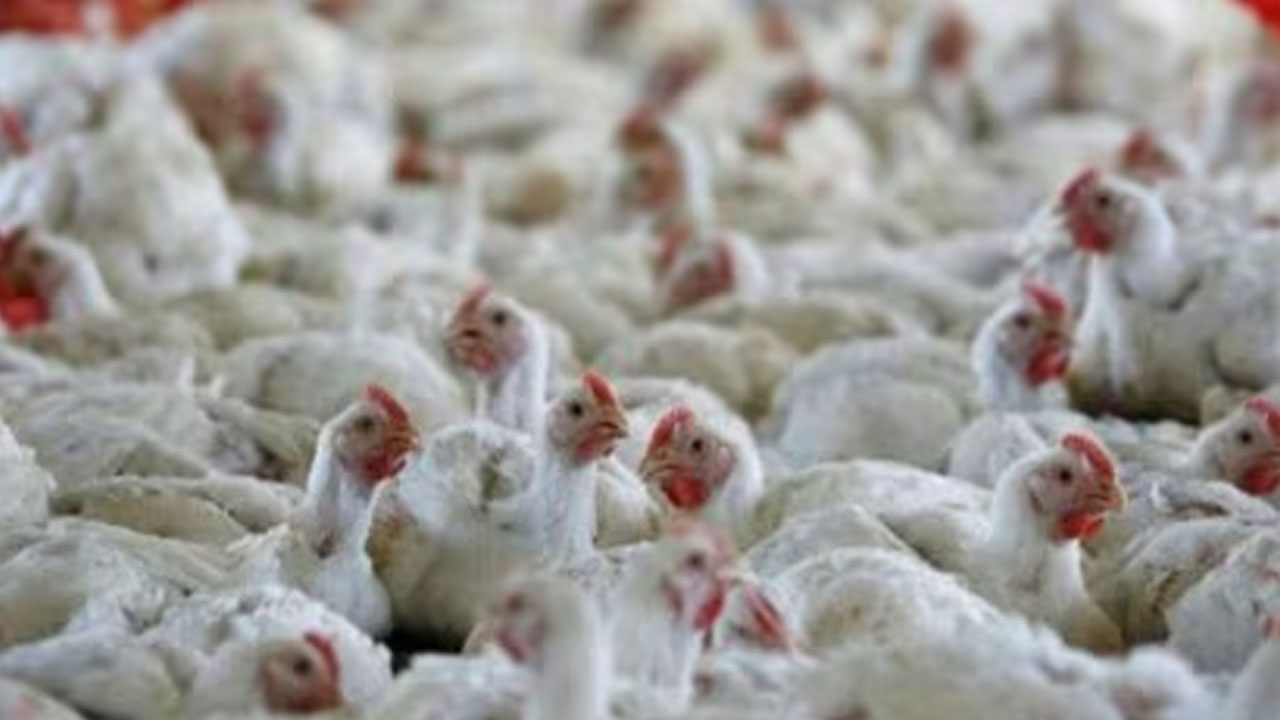 Bird Flu | బ‌ర్డ్‌ఫ్లూ క‌ల‌క‌లం.. అప్ర‌మ‌త్త‌మైన ప‌శు సంవ‌ర్ధ‌క శాఖ‌