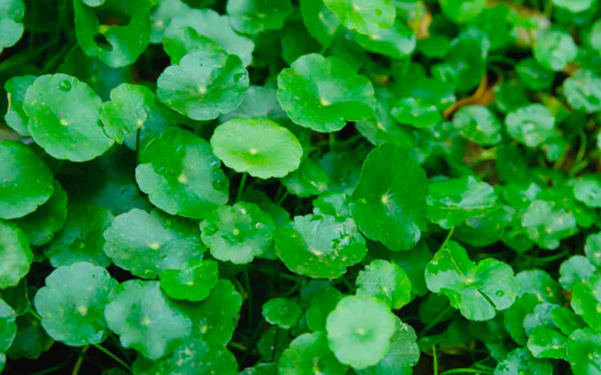 Brahmi Plant | మ‌న చుట్టూ ప్ర‌కృతిలో ల‌భించే మొక్క ఇది.. క‌నిపిస్తే వ‌ద‌ల‌కండి..!