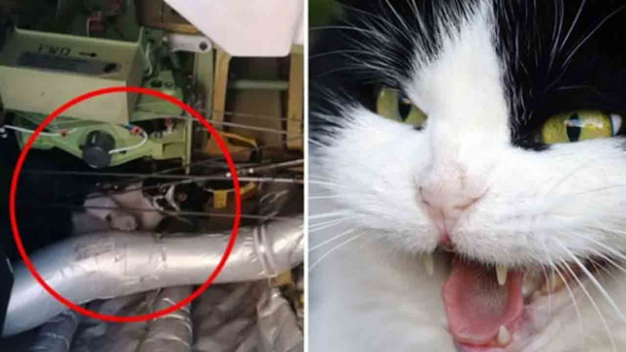 cat hijacks plane | విమానాన్ని హైజాక్‌ చేసిన పిల్లి.. రెండు రోజులు నిలిపివేత