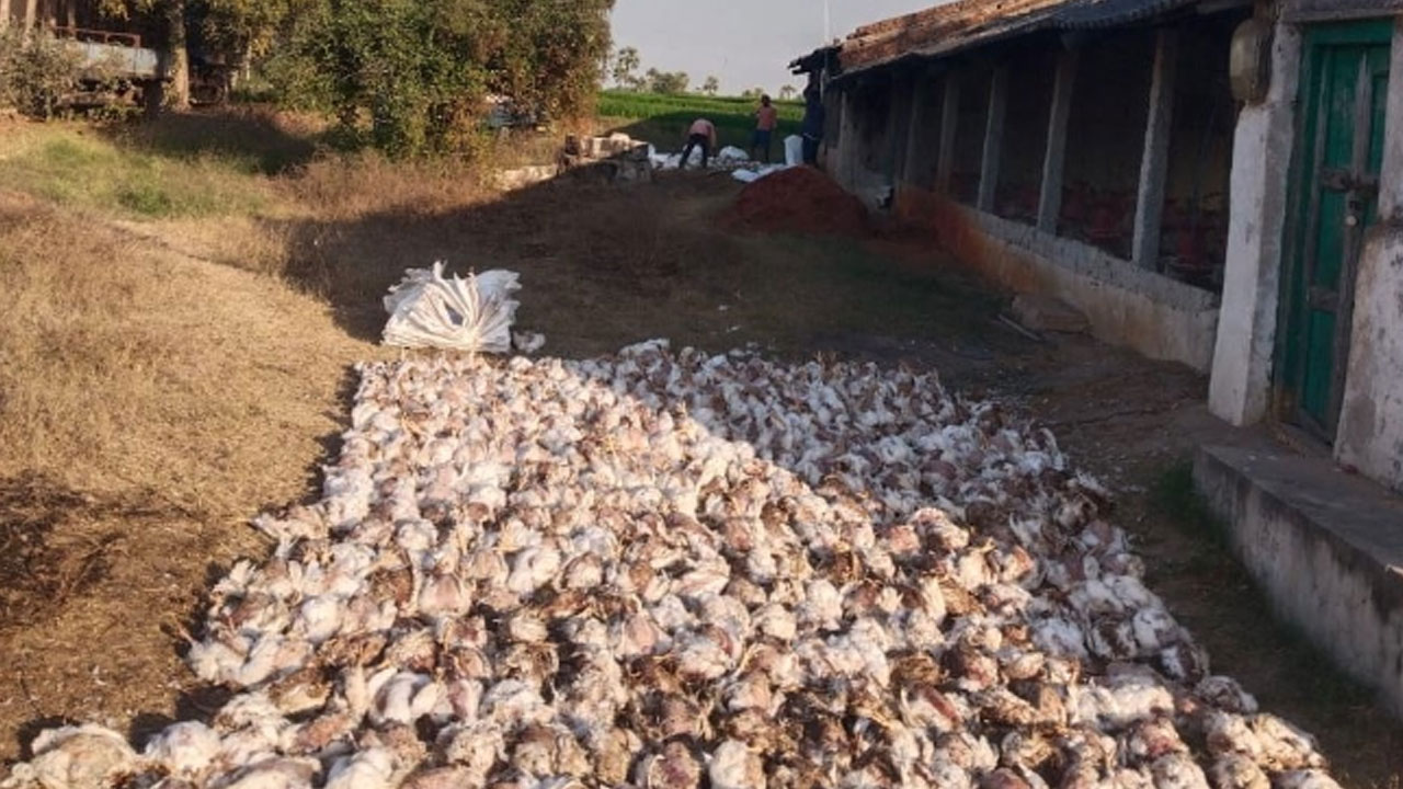 Chicken | చౌటుప్ప‌ల్ మండ‌లంలో 1500 కోళ్లు మృతి