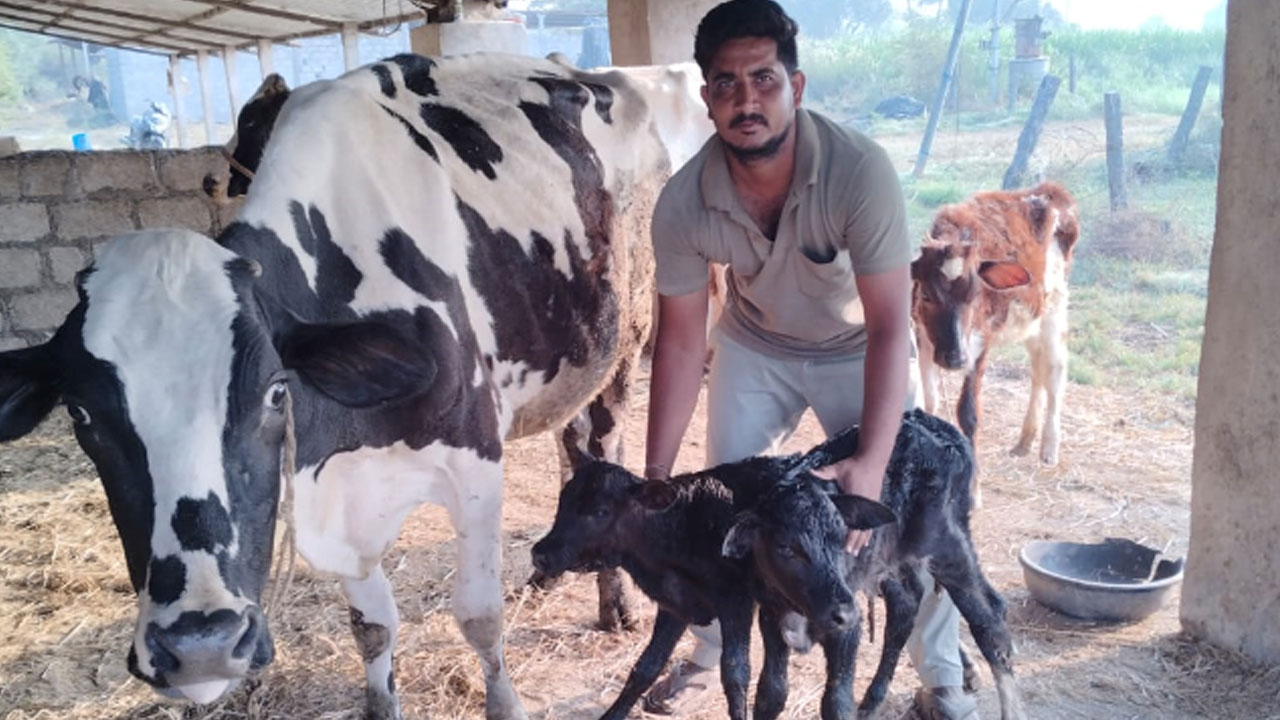 Bhuvanagiri | ఒకే ఈతలో రెండు లేగ దూడలకు జన్మనిచ్చిన ఆవు