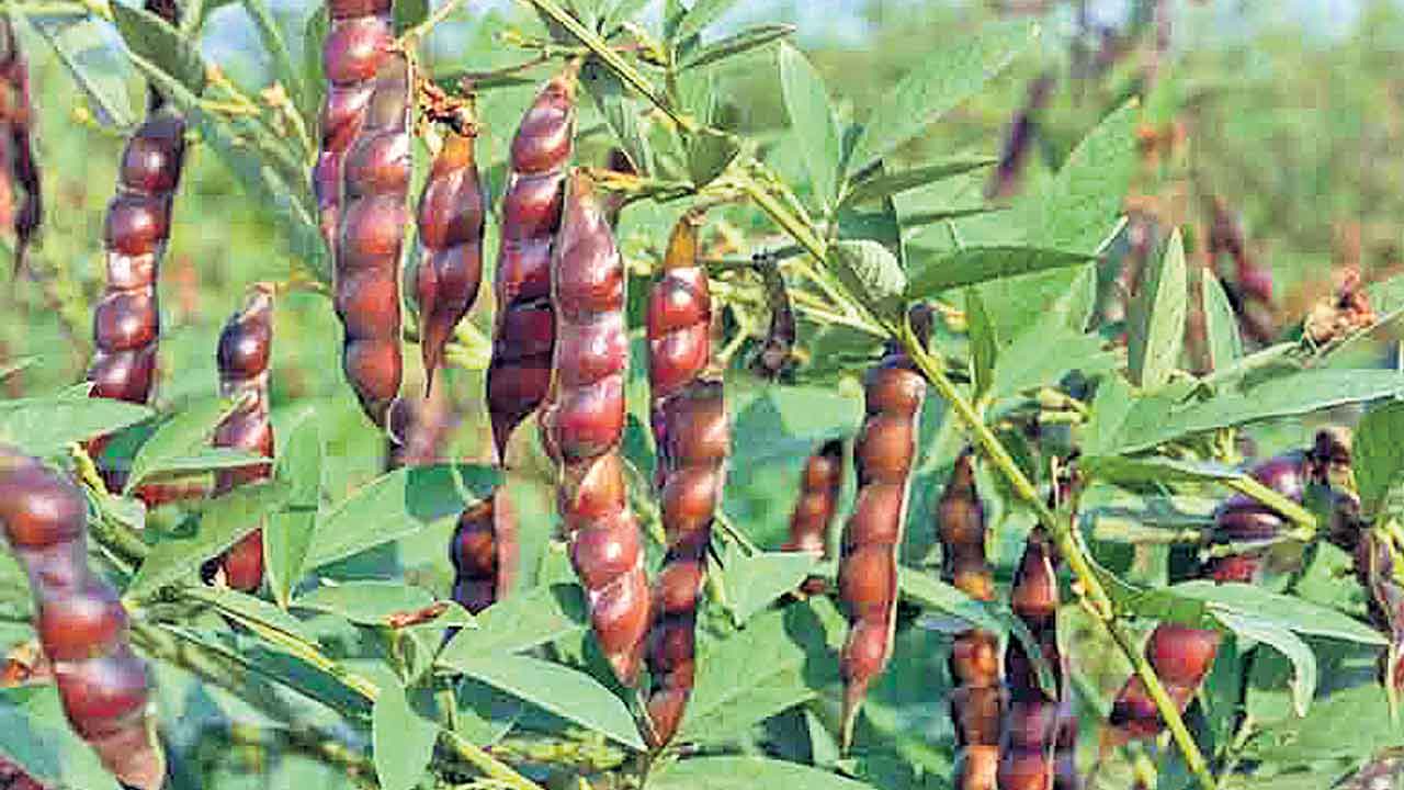 Telangana | మార్కెట్లో పంటల ధరలు పతనం.. రైతులకు శాపంగా రాష్ట్ర ప్రభుత్వ నిర్లక్ష్యం