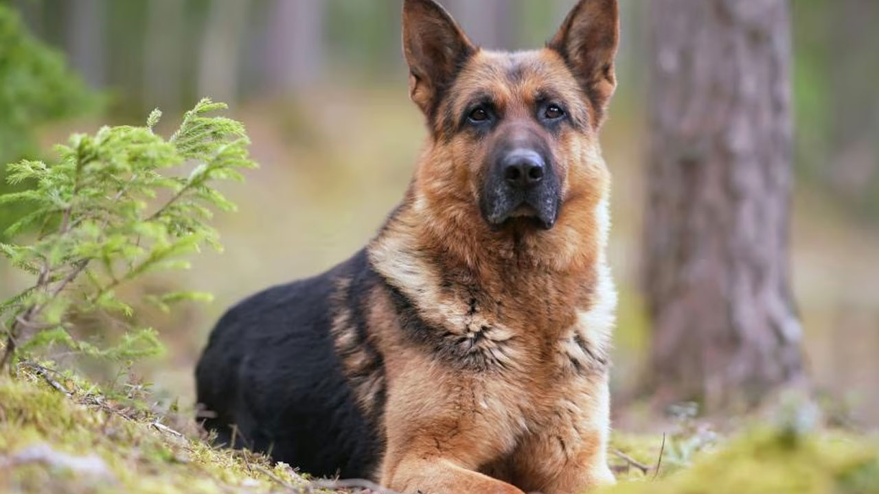 Dogs | మంచిర్యాల జిల్లాలో 50కి పైగా శున‌కాలు మృతి.. అసలేం జ‌రిగిందంటే..?