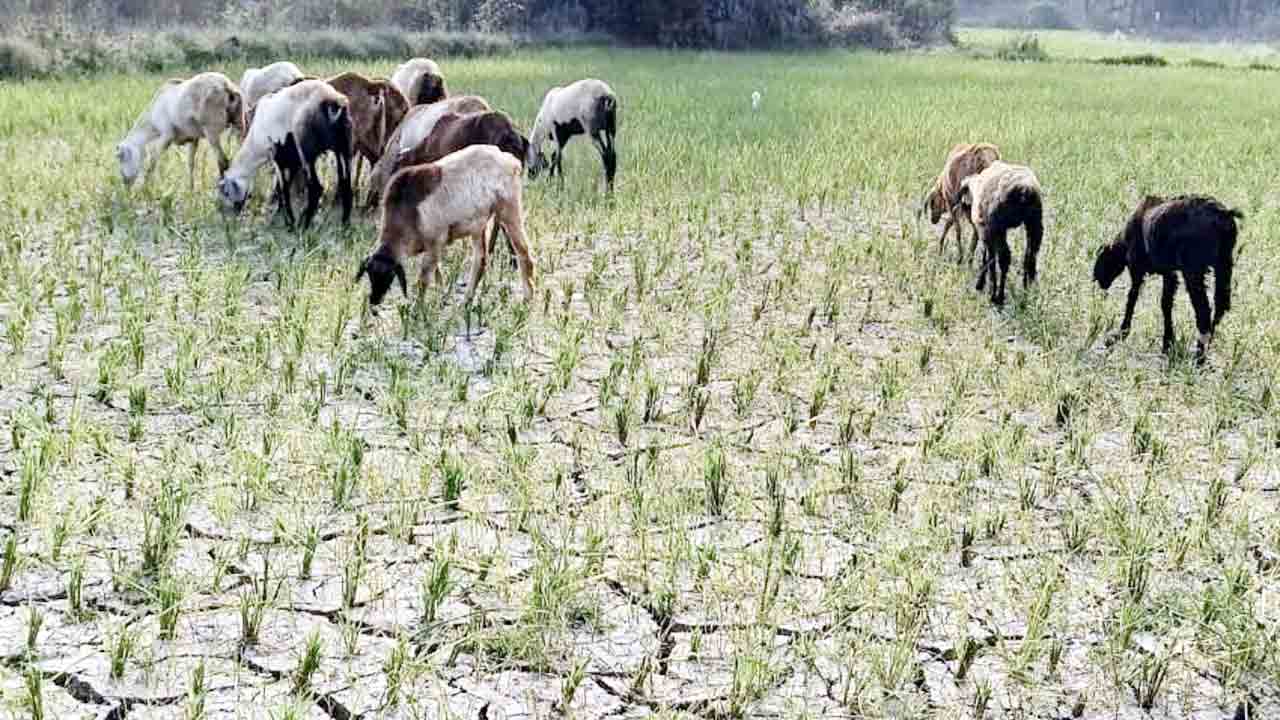 నీళ్లు లేక పశువులకు మేతగా..