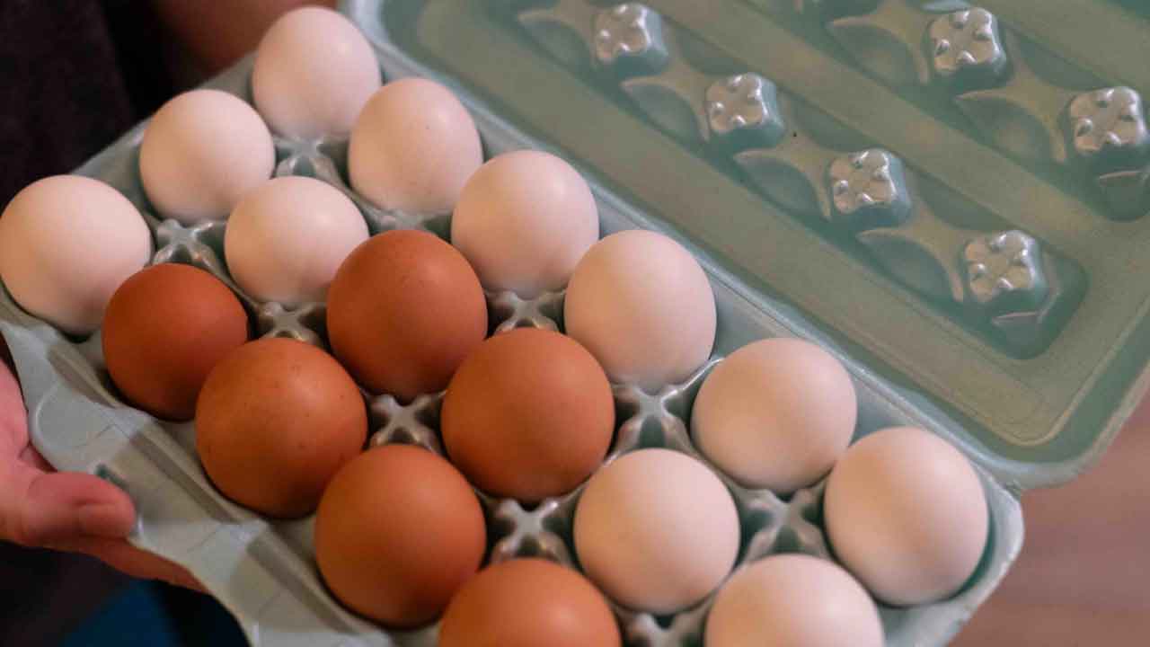 America | అమెరికాలో కోడి గుడ్ల విక్రయాలపై పరిమితులు.. ఎందుకో తెలుసా?