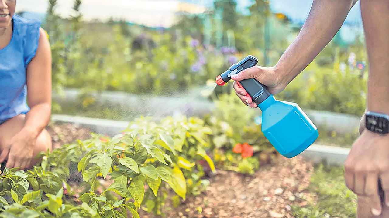 ఫంగస్‌కు చెక్‌!