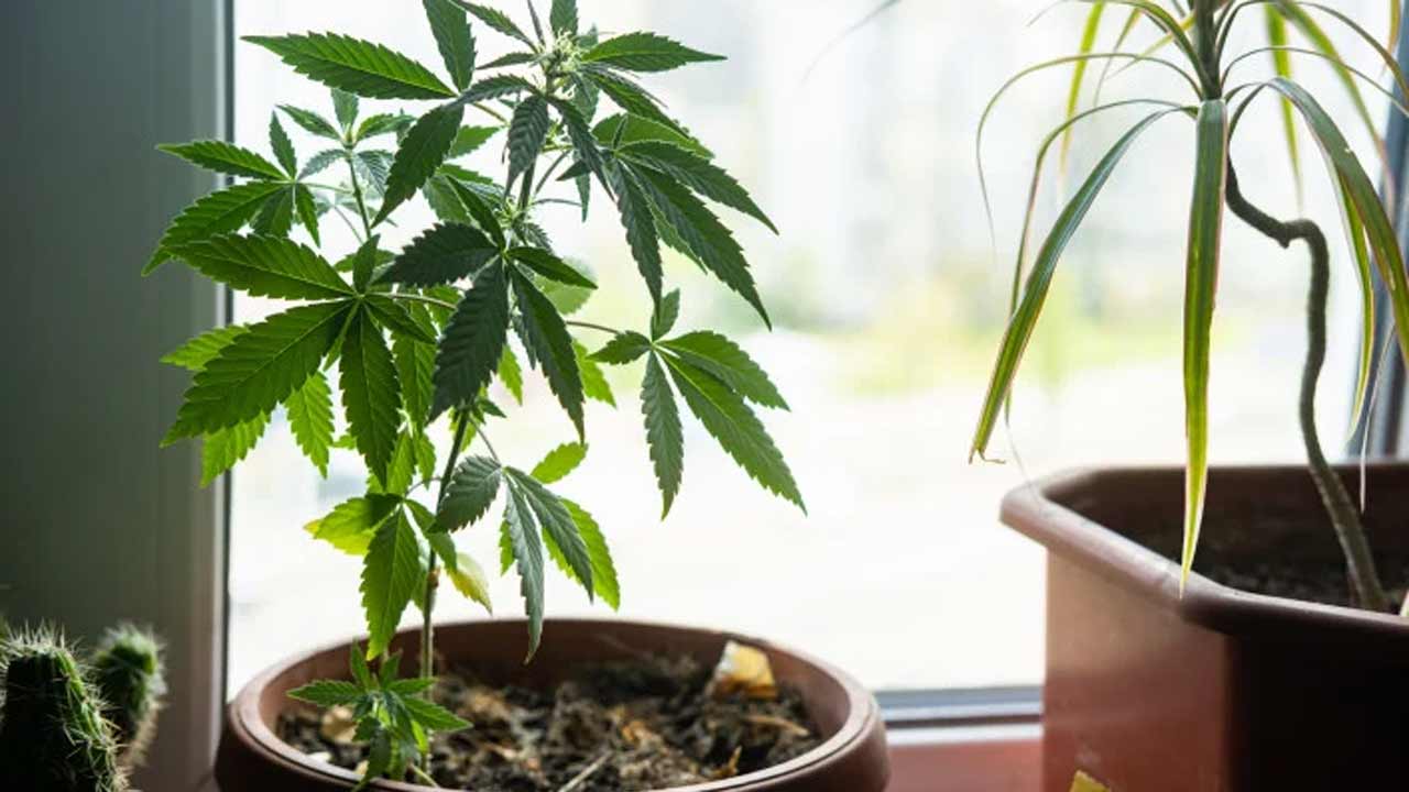 Hyderabad | మత్తుకు బానిసై.. బాల్కనీలోనే గంజాయి మొక్కలు పెంచిన యువకుడు..