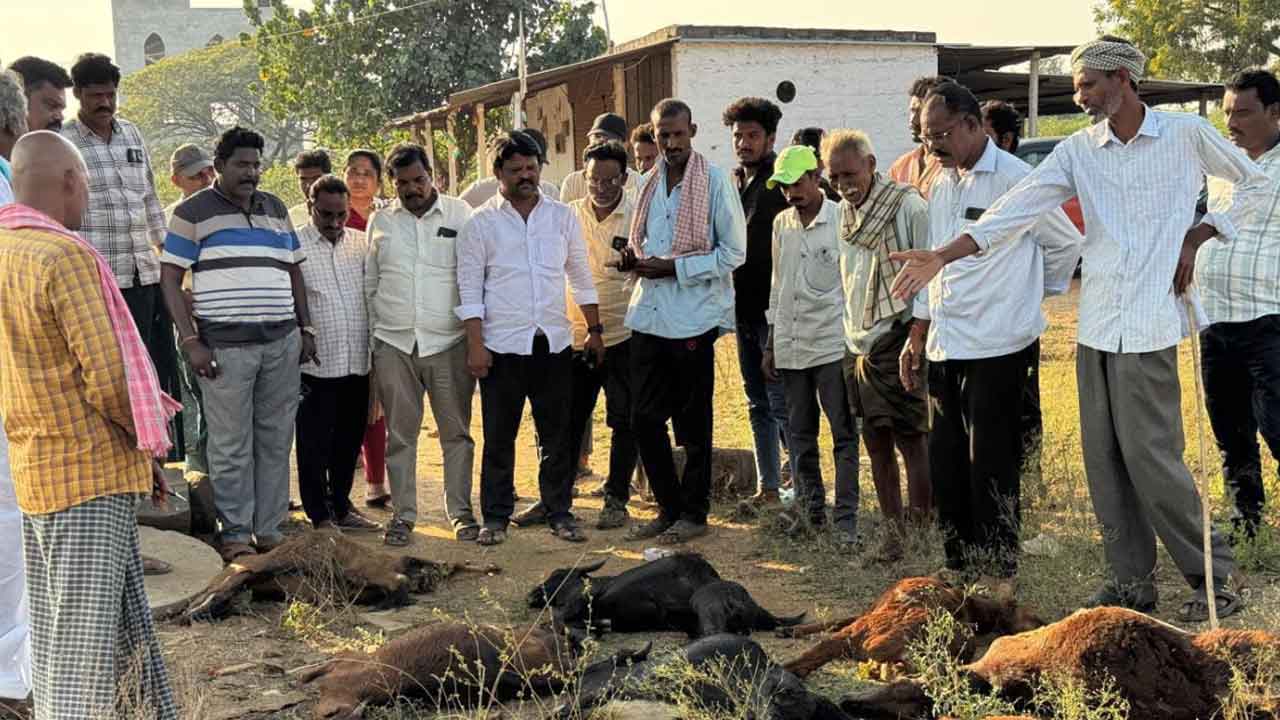 Khammam | అనుమానాస్పదస్థితిలో గొర్రెలు, మేకలు మృతి