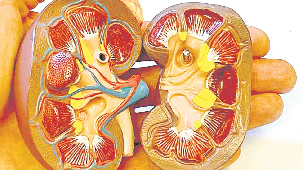 Haryana | ఒక మనిషి.. ఐదు కిడ్నీలు