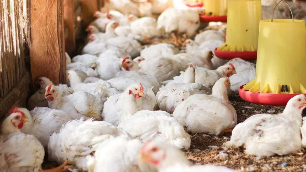 AP News | ఏపీలో అంతుచిక్కని వైరస్‌.. లక్షల్లో కోళ్లు మృతి
