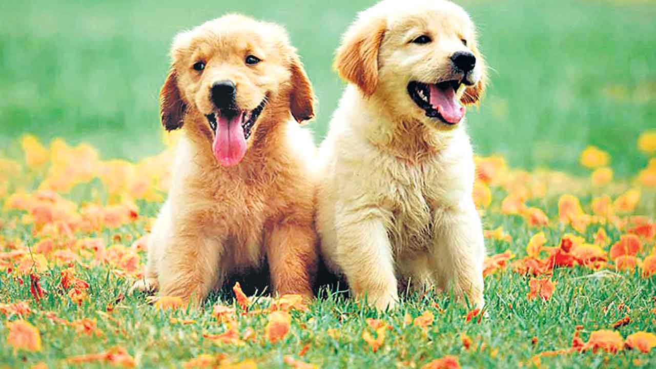 శునకాల జీవిత కాలాన్ని పెంచే ఔషధం!