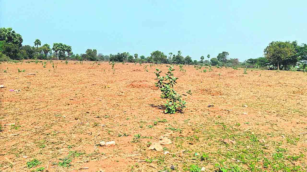 మడిపెల్లిలో వద్దు