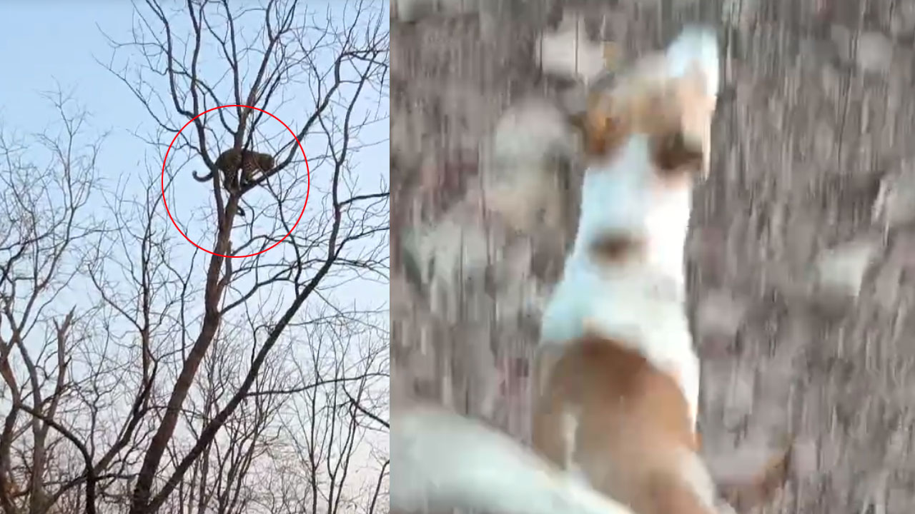 Telangana | చిరుత‌ను చెట్టెక్కించిన గ్రామ సింహం.. వీడియో