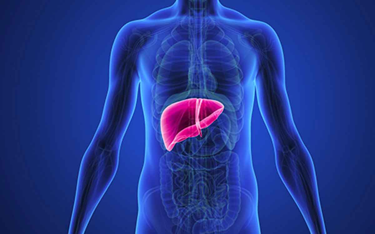 Fruits For Liver Clean | లివ‌ర్‌లో ఉన్న కొవ్వు క‌రిగిపోయి క్లీన్ అవ్వాలా..? అయితే ఈ పండ్ల‌ను తినండి..!