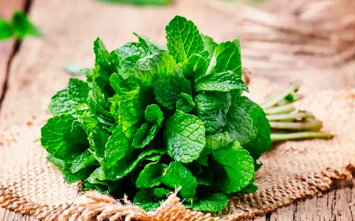 Mint Leaves | పుదీనా ఆకుల‌ను వేస‌విలో త‌ప్ప‌నిస‌రిగా తీసుకోవాల్సిందే.. ఎందుకంటే..?