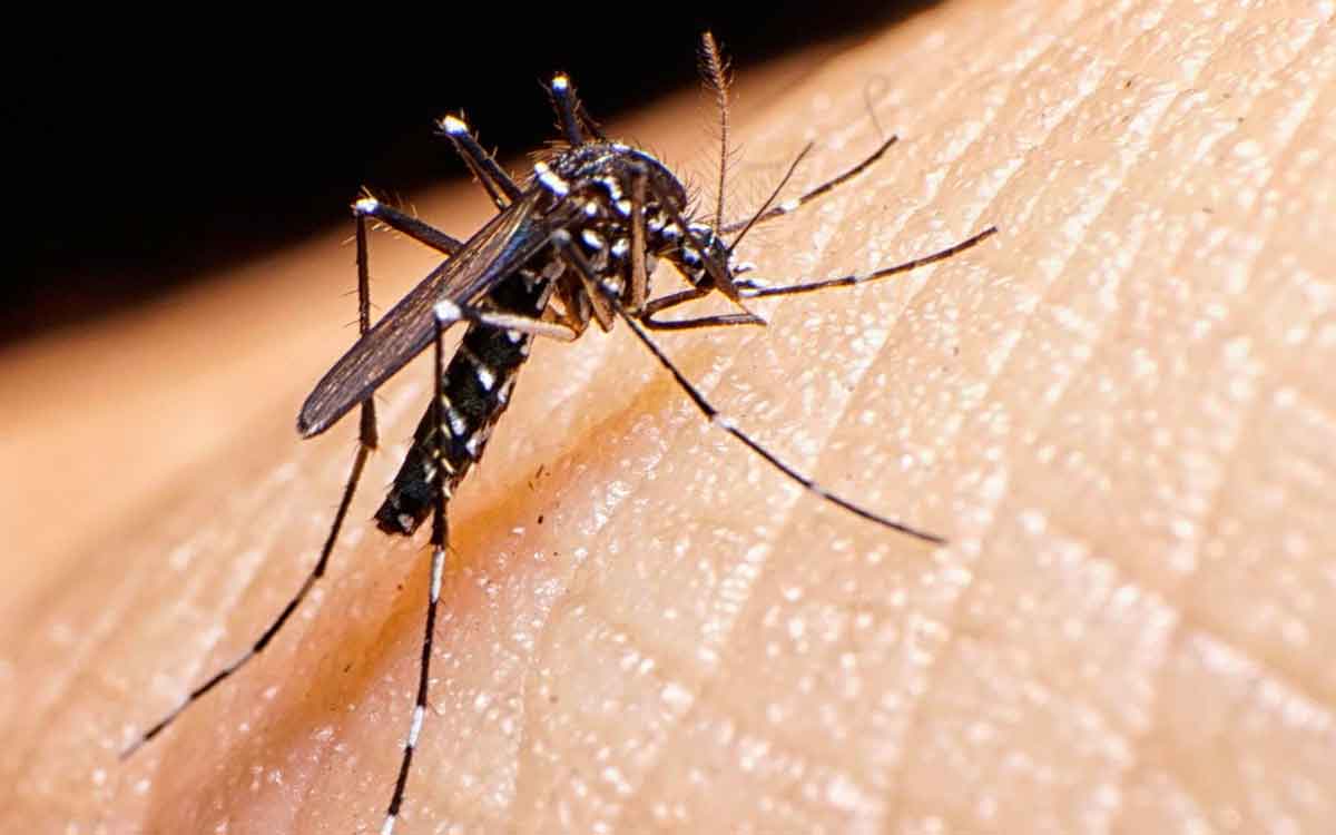 Mosquitoes | దోమ‌లు తీవ్ర‌మైన ఇబ్బందిని క‌ల‌గ‌జేస్తున్నాయా..? ఈ నాచుర‌ల్ టిప్స్‌ను పాటించండి..!
