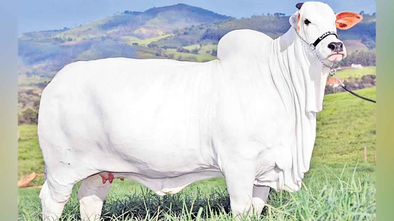 Nellore Cow | వేలంలో ఏకంగా 40 కోట్లు పలికింది.. కాసుల పంట పండించిన నెల్లూరు జాతి ఆవు