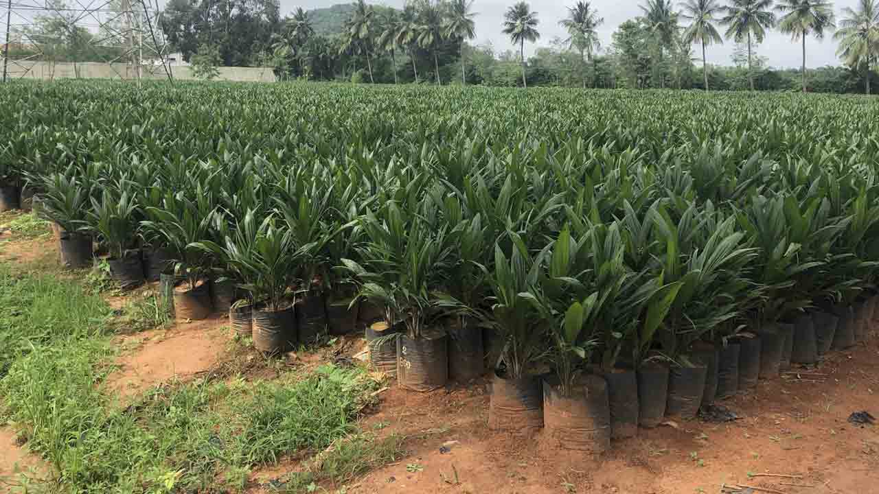 ఆయిల్‌ఫెడ్‌ ద్వంద్వ నీతి !