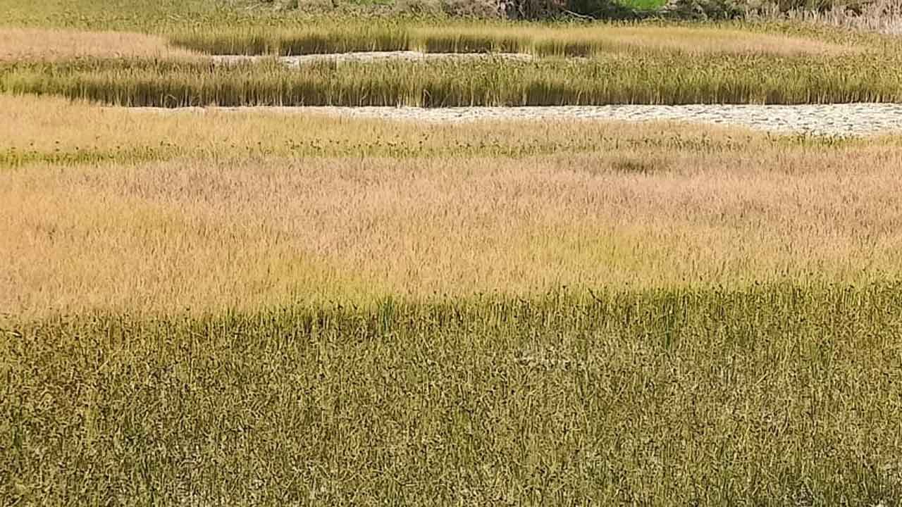 నీళ్లు లేక నెర్రెలు.. సూర్యాపేట జిల్లాలో ఎండుతున్న వరి పైర్లు