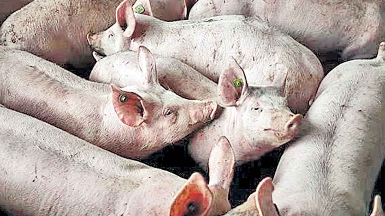 మనుషులకు పంది కిడ్నీ మార్పిడి!