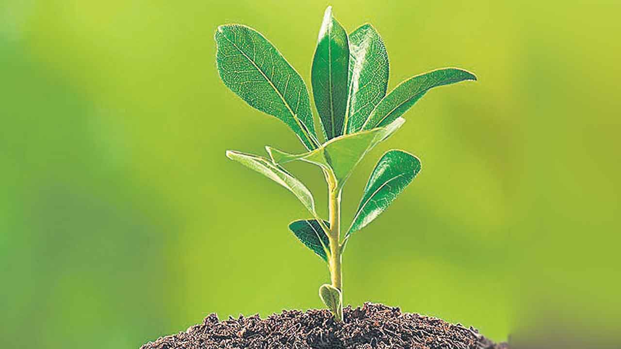 DRDO | అమ్మాయి జన్మిస్తే ఐదు మొక్కలు నాటించాలని డీఆర్డీవోలకు కేంద్రం ఆదేశాలు