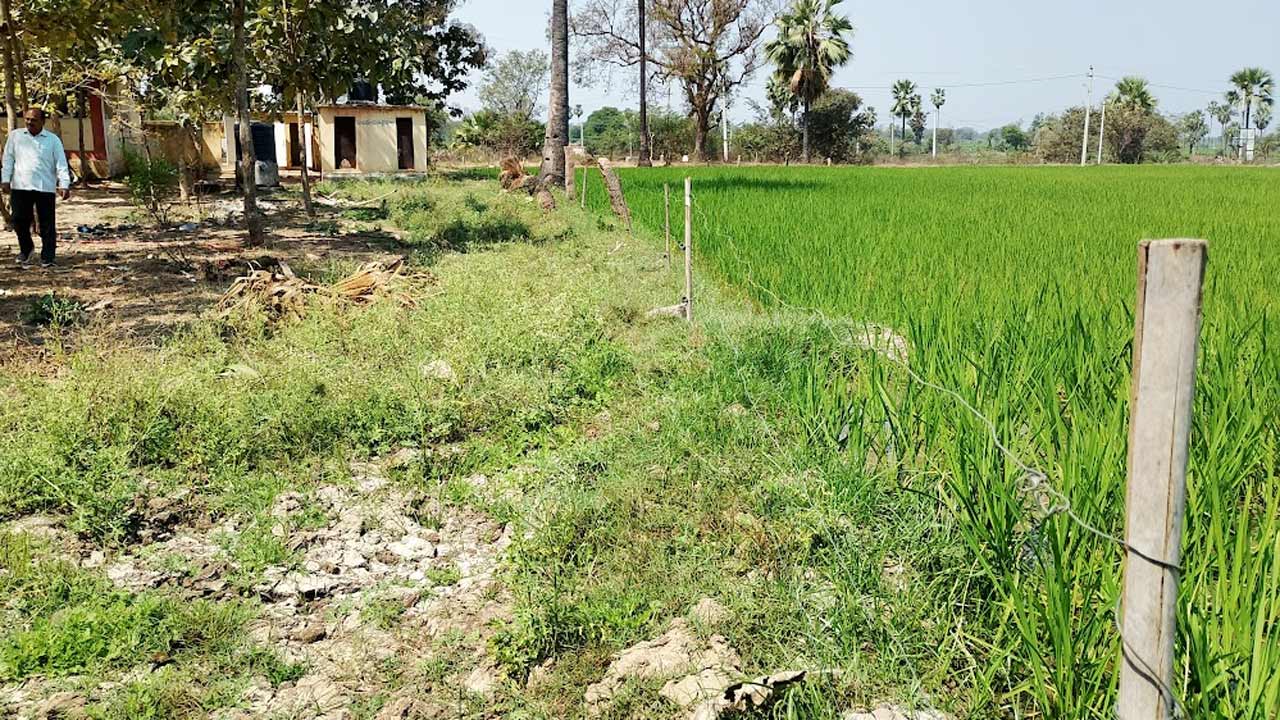 సమస్యల వలయంలో రాంపూర్‌ ఉన్నత పాఠశాల.. ప్రహరీ లేక పరేషన్‌