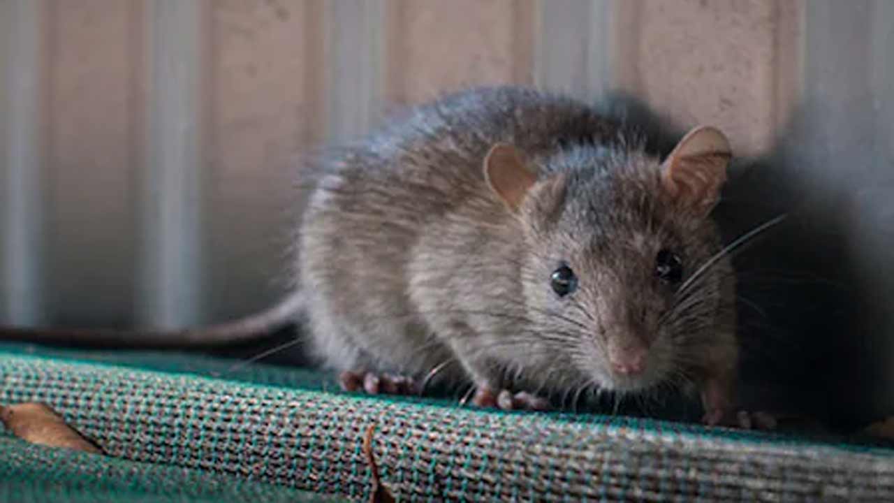 నిర్లక్ష్యం.. కస్తూర్బా గాంధీ హాస్టల్‌లో విద్యార్థినులను కరిచిన ఎలుకలు