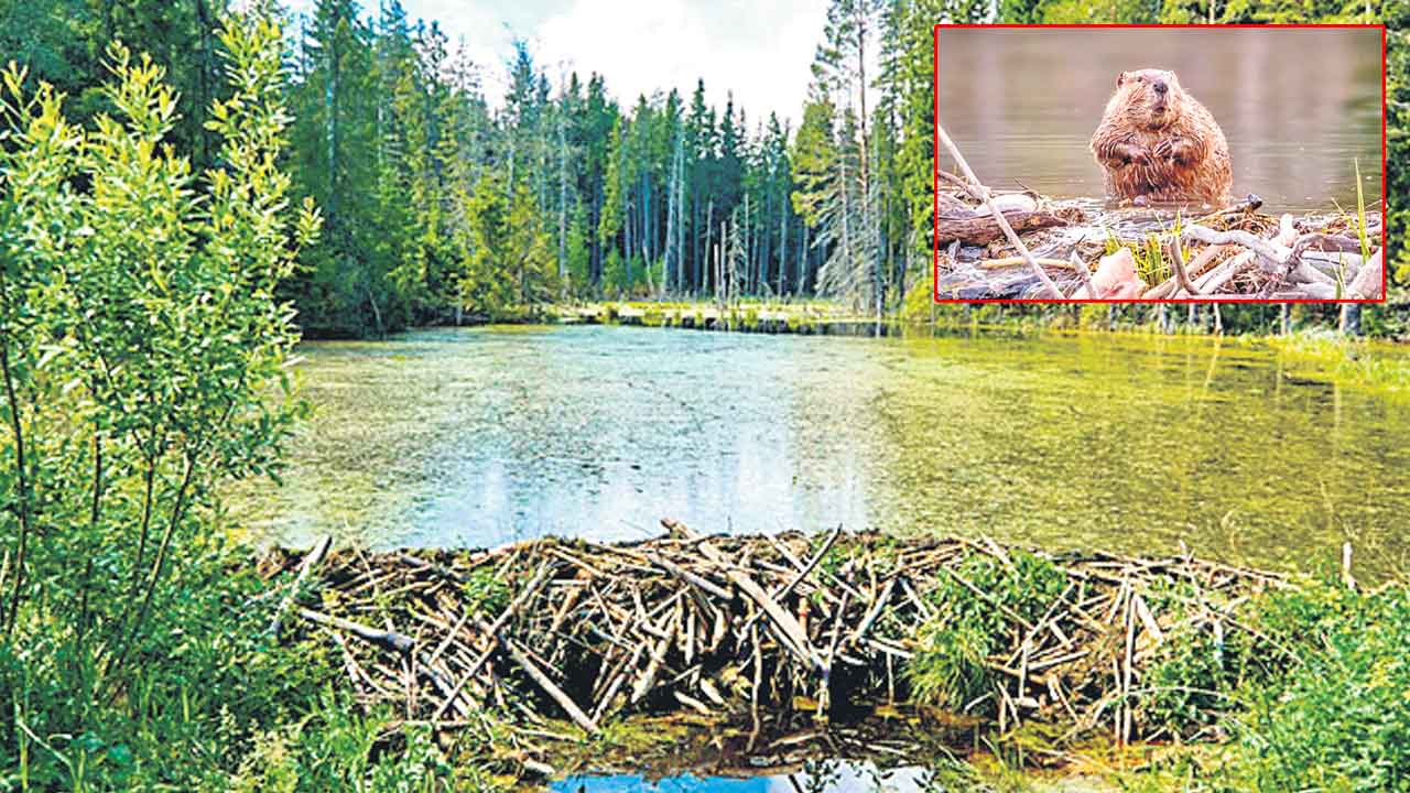 Beavers | బ్రిడ్జి నిర్మించిన ఎలుకలు.. ప్రభుత్వానికి ఎన్ని కోట్లు ఆదా అయ్యాయంటే?
