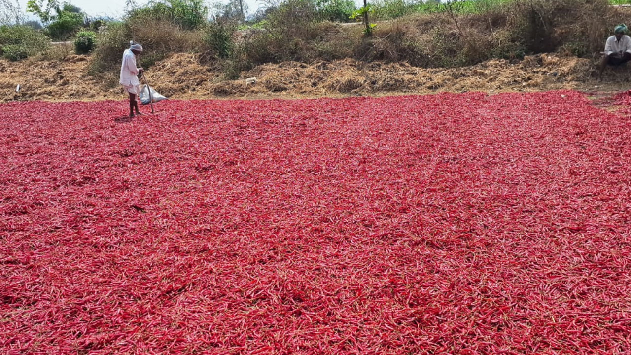 Red Mirchi | వన్నె తగ్గుతున్న ఎర్ర బంగారం ధర..