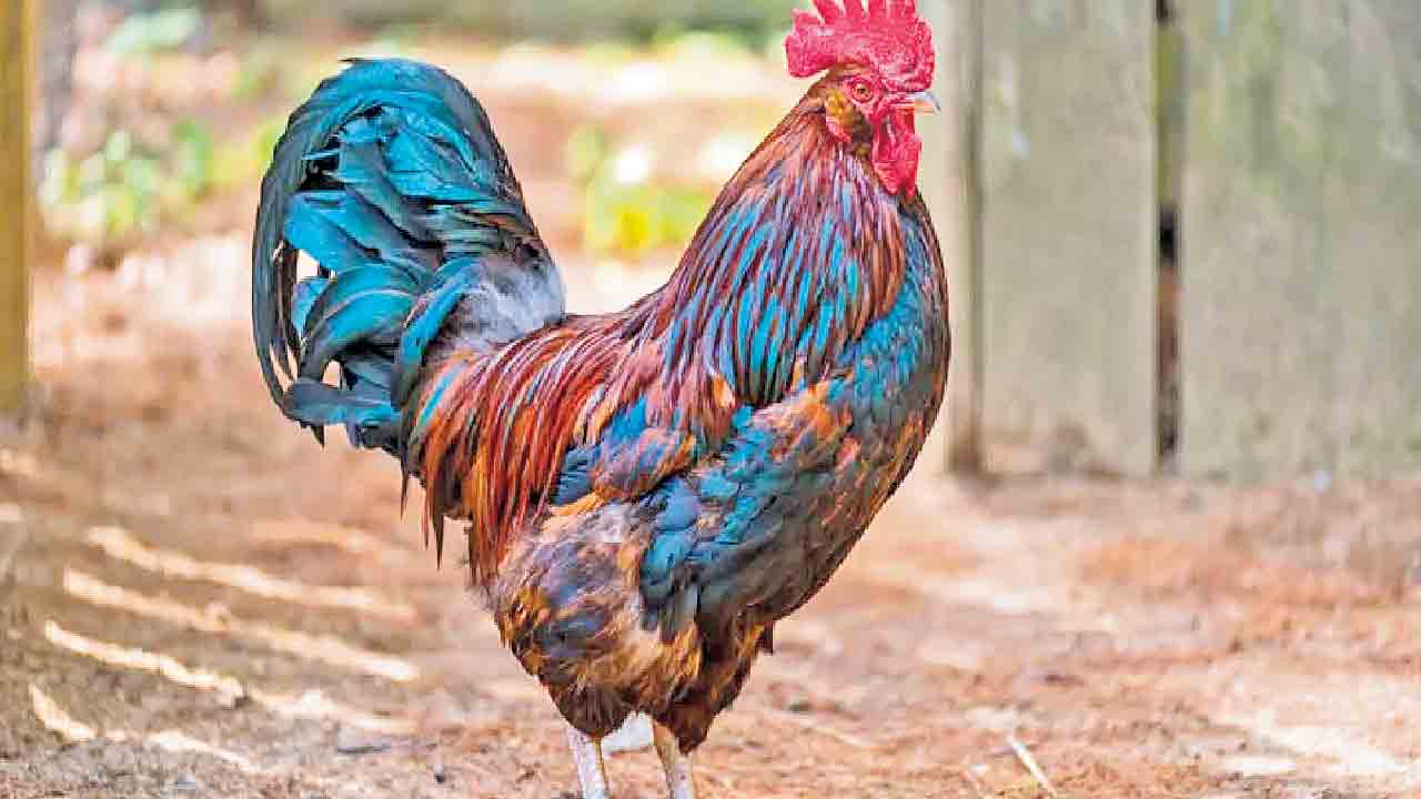 కోడి కూతపై కైంప్లెంట్‌