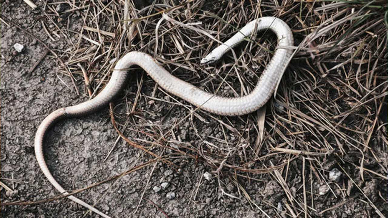 Snake
