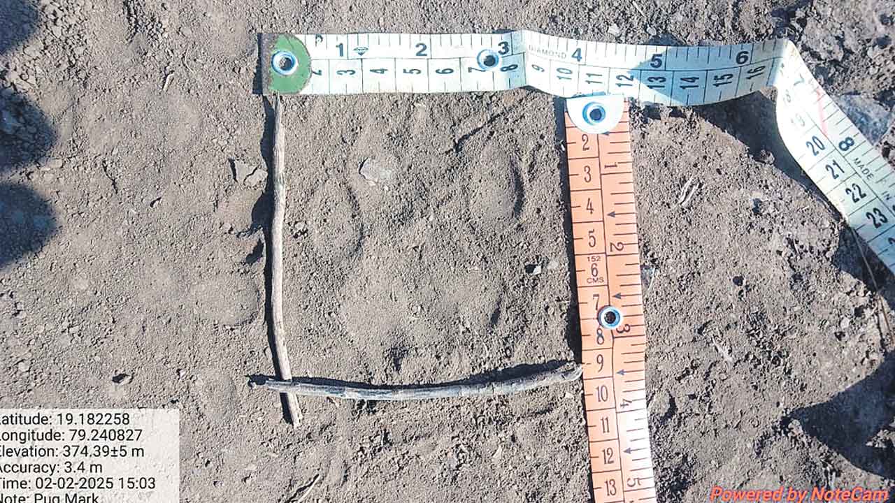 చిరుత సంచారం