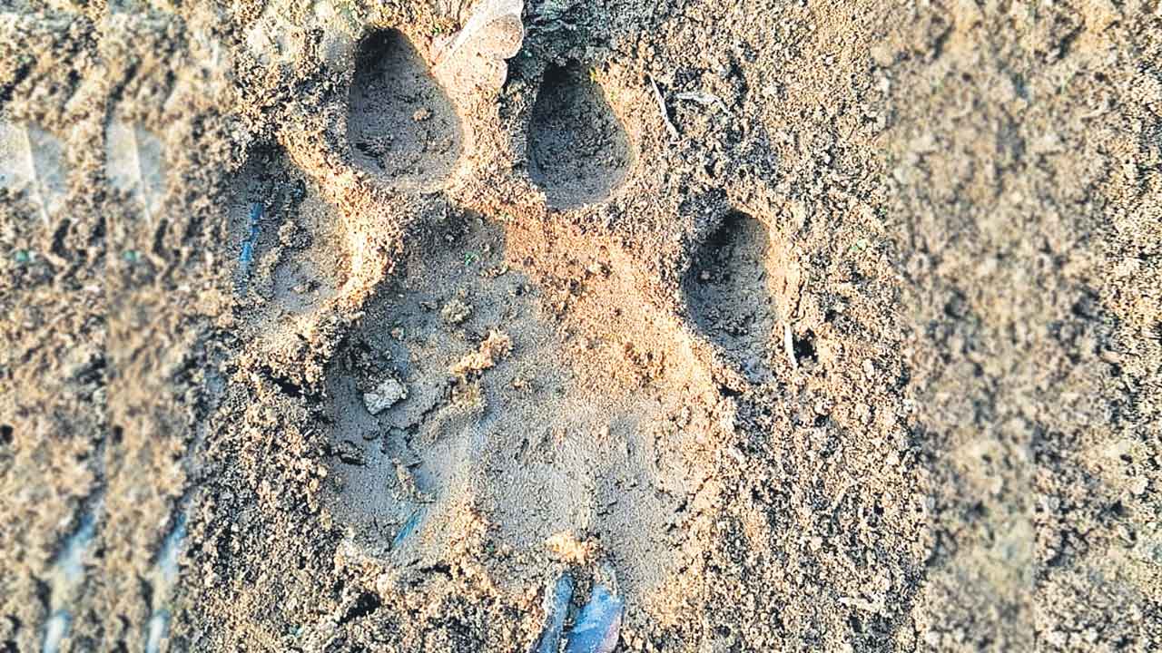 కన్నాలలో పెద్దపులి, ఇర్కపల్లిలో చిరుతపులి