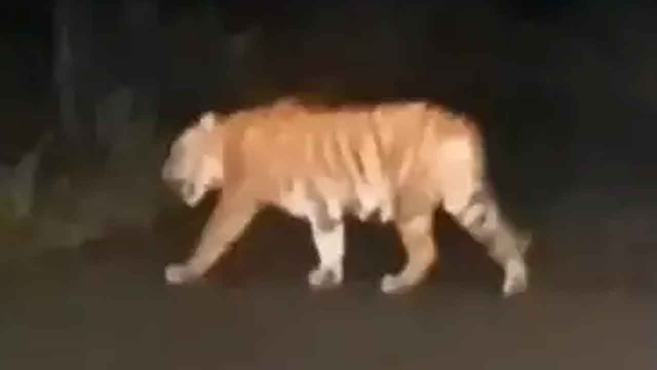 పెద్దపులి సంచారం