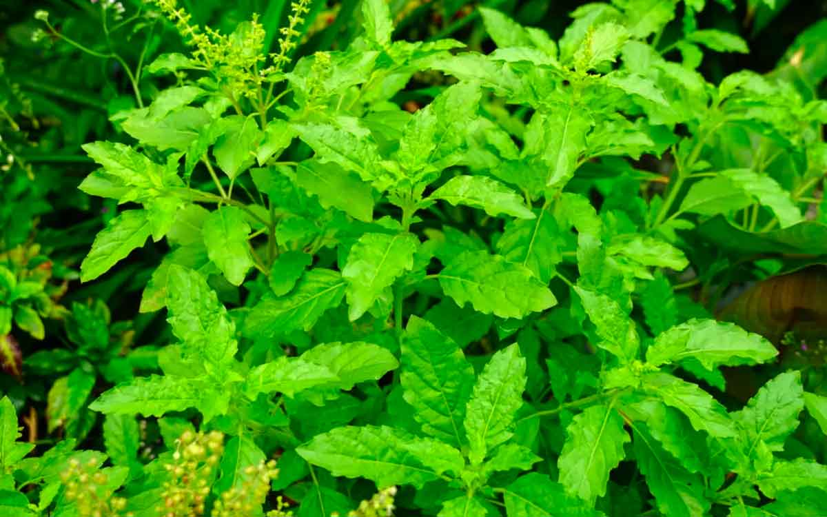 Holy Basil Leaves | రోజూ ప‌ర‌గ‌డుపునే తుల‌సి ఆకుల‌ను తింటే క‌లిగే అద్బుత‌మైన ప్ర‌యోజ‌నాలు ఇవే..!